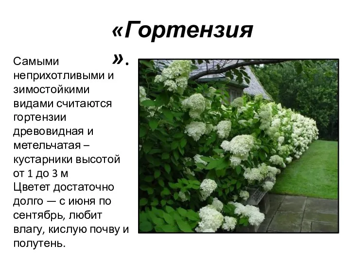 «Гортензия». Самыми неприхотливыми и зимостойкими видами считаются гортензии древовидная и метельчатая – кустарники