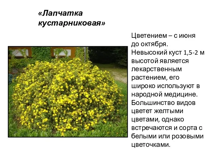 «Лапчатка кустарниковая» Цветением – с июня до октября. Невысокий куст 1,5-2 м высотой