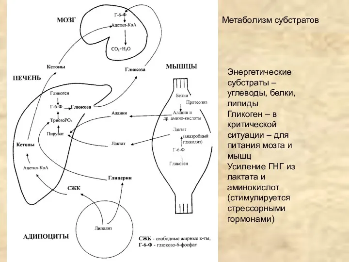 Обмен Энергетические субстраты – углеводы, белки, липиды Гликоген – в