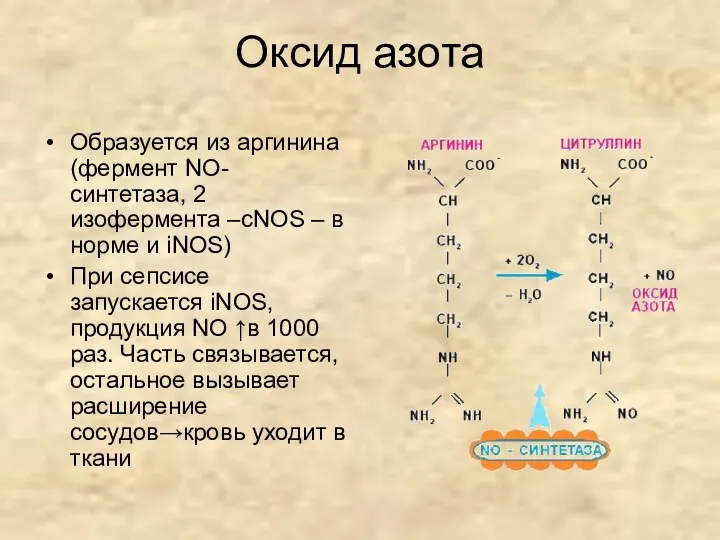 Оксид азота Образуется из аргинина (фермент NO-синтетаза, 2 изофермента –сNOS