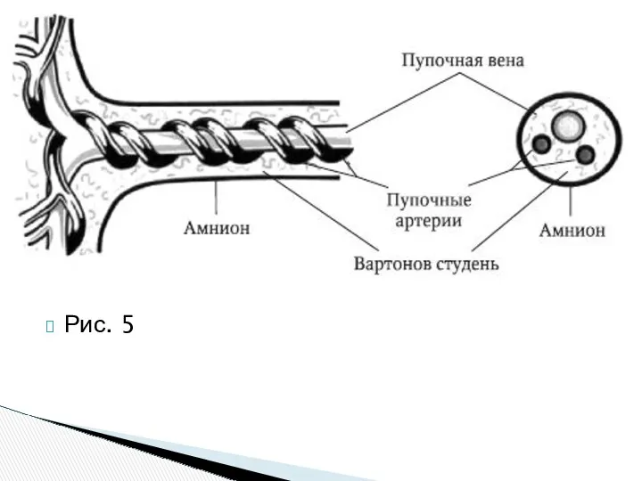 Рис. 5