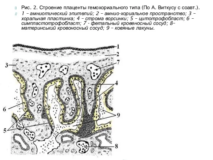 Рис. 2. Строение плаценты гемохориального типа (По А. Виткусу с