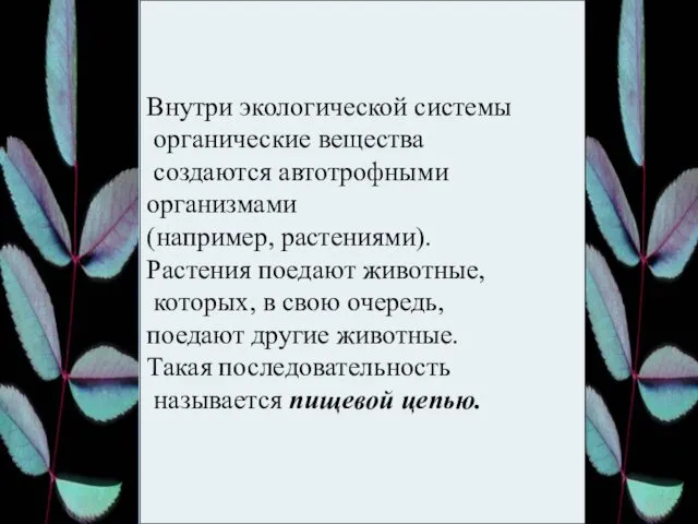 Внутри экологической системы органические вещества создаются автотрофными организмами (например, растениями).