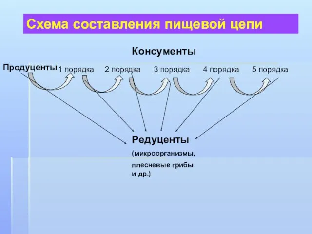 Продуценты 1 порядка 2 порядка 3 порядка 4 порядка 5