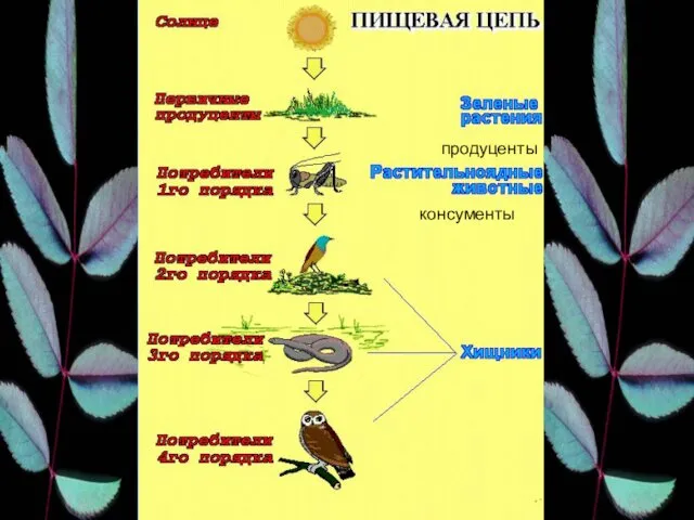 продуценты консументы