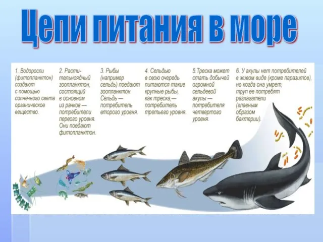 Цепи питания в море