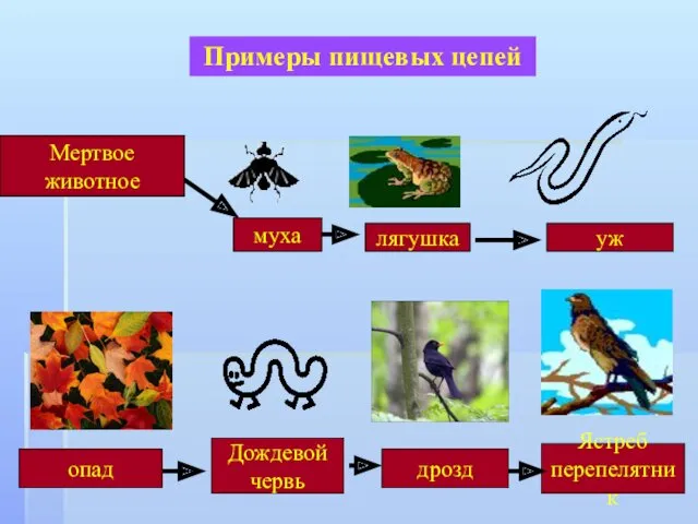 Мертвое животное Примеры пищевых цепей муха лягушка уж опад Дождевой