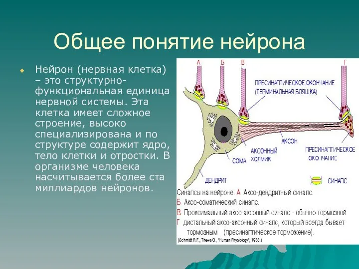 Общее понятие нейрона Нейрон (нервная клетка) – это структурно-функциональная единица