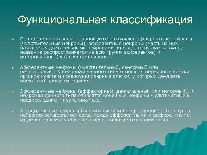 Функциональная классификация По положению в рефлекторной дуге различают афферентные нейроны