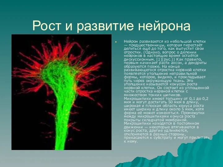 Рост и развитие нейрона Нейрон развивается из небольшой клетки —