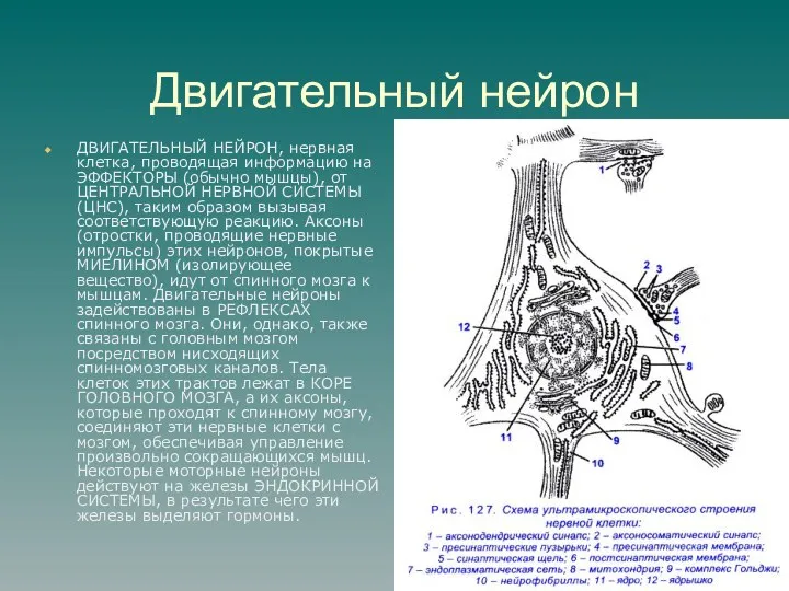 Двигательный нейрон ДВИГАТЕЛЬНЫЙ НЕЙРОН, нервная клетка, проводящая информацию на ЭФФЕКТОРЫ