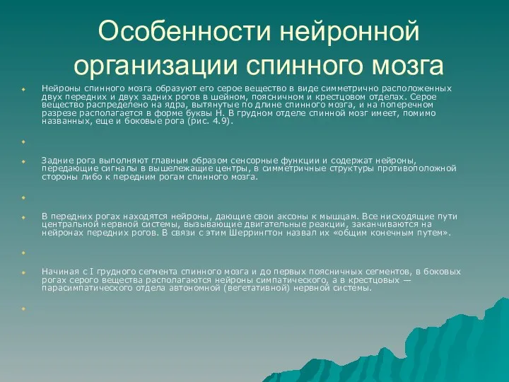 Особенности нейронной организации спинного мозга Нейроны спинного мозга образуют его