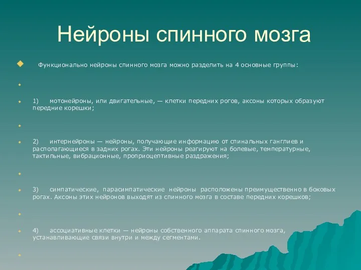 Нейроны спинного мозга Функционально нейроны спинного мозга можно разделить на