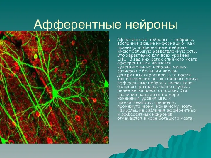 Афферентные нейроны Афферентные нейроны — нейроны, воспринимающие информацию. Как правило,