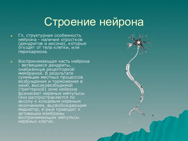 Строение нейрона Гл. структурная особенность нейрона - наличие отростков (дендритов