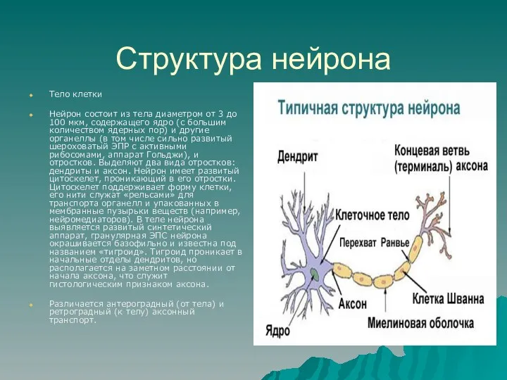 Структура нейрона Тело клетки Нейрон состоит из тела диаметром от