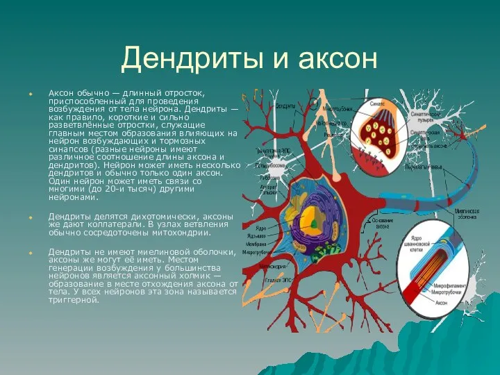 Дендриты и аксон Аксон обычно — длинный отросток, приспособленный для