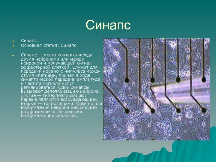 Синапс Cинапс Основная статья: Синапс Си́напс — место контакта между