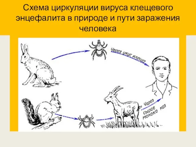 Схема циркуляции вируса клещевого энцефалита в природе и пути заражения человека