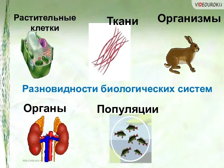 Разновидности биологических систем Растительные клетки Ткани Организмы Органы Популяции