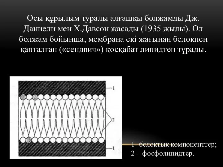 Осы құрылым туралы алғашқы болжамды Дж.Даниели мен Х.Давсон жасады (1935