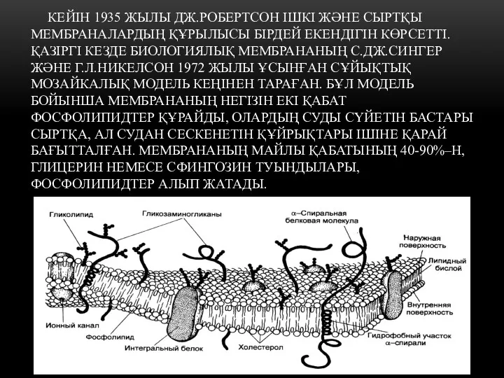 КЕЙІН 1935 ЖЫЛЫ ДЖ.РОБЕРТСОН ІШКІ ЖӘНЕ СЫРТҚЫ МЕМБРАНАЛАРДЫҢ ҚҰРЫЛЫСЫ БІРДЕЙ