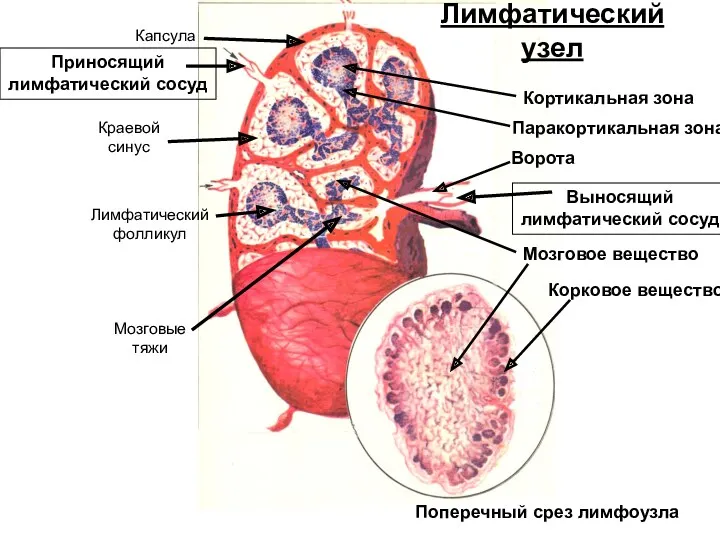 Лимфатический узел Краевой синус Капсула Лимфатический фолликул Мозговые тяжи Поперечный