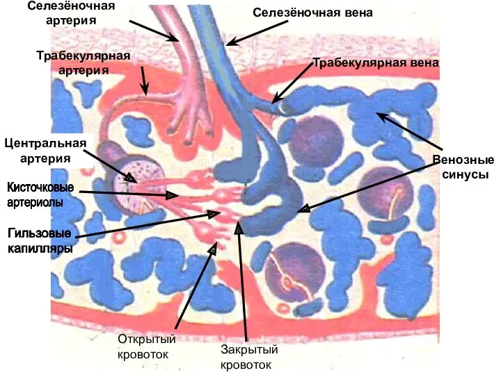 Трабекулярная артерия Венозные синусы Трабекулярная вена Селезёночная артерия Селезёночная вена Закрытый кровоток Открытый кровоток Центральная артерия