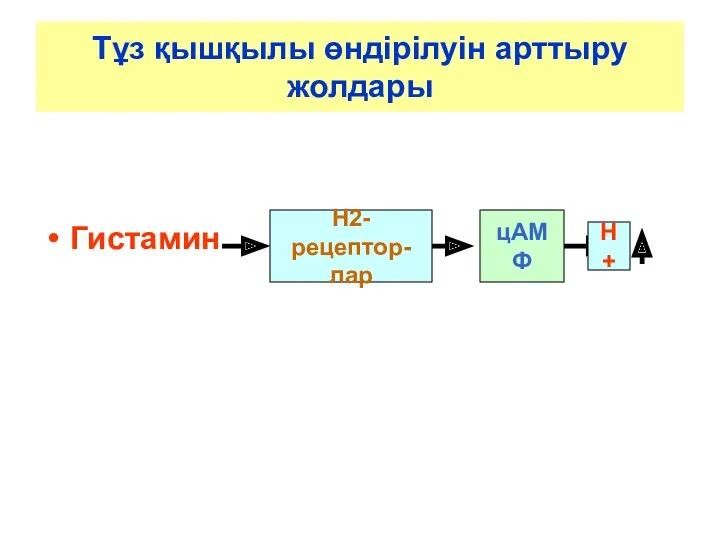 Тұз қышқылы өндірілуін арттыру жолдары Гистамин Н2-рецептор- лар цАМФ Н+