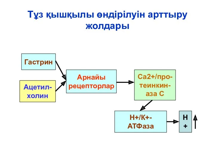 Тұз қышқылы өндірілуін арттыру жолдары Гастрин Ацетил- холин Арнайы рецепторлар Са2+/про- теинкин- аза С Н+/К+-АТФаза Н+