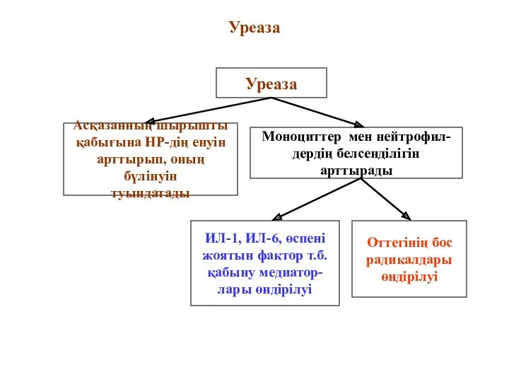 Уреаза Уреаза Асқазанның шырышты қабығына НР-дің енуін арттырып, оның бүлінуін