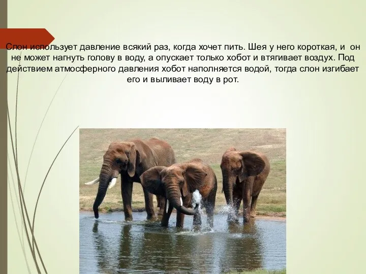 Слон использует давление всякий раз, когда хочет пить. Шея у него короткая, и