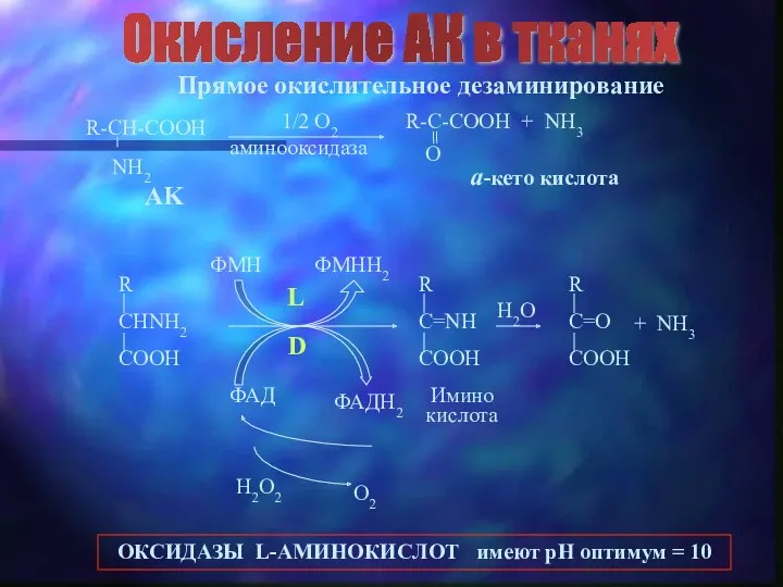 Окисление АК в тканях Прямое окислительное дезаминирование AK a-кето кислота 1/2 O2 ФАД