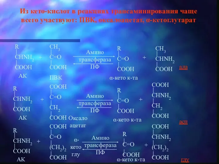 Из кето-кислот в реакциях трансаминирования чаще всего участвуют: ПВК, оксалоацетат, α-кетоглутарат + +