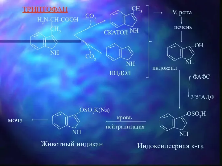 ТРИПТОФАН печень Индоксилсерная к-та моча Животный индикан индоксил ФАФС 3’5’АДФ