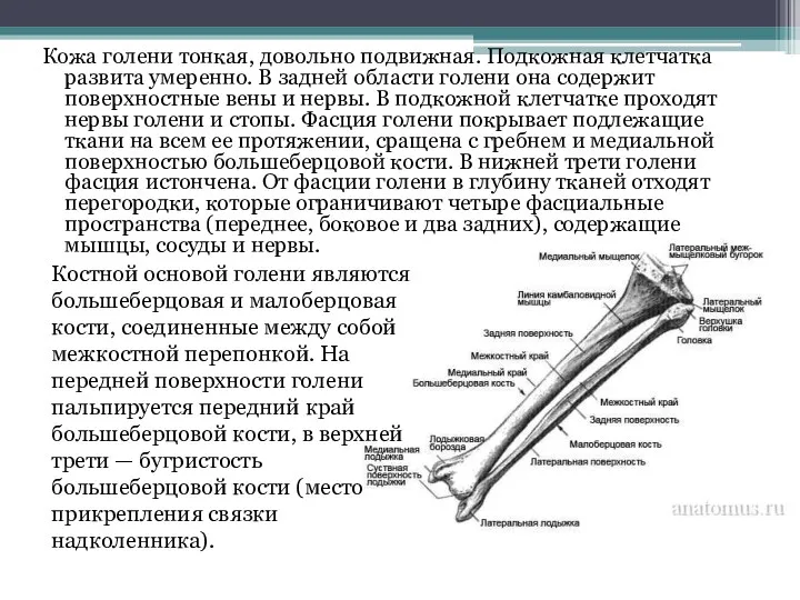 Кожа голени тонкая, довольно подвижная. Подкожная клетчатка развита умеренно. В