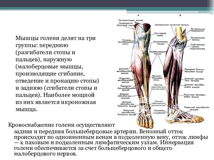 Кровоснабжение голени осуществляют задняя и передняя большеберцовые артерии. Венозный отток