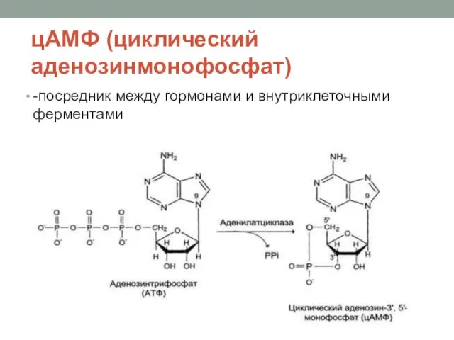 цАМФ (циклический аденозинмонофосфат) -посредник между гормонами и внутриклеточными ферментами