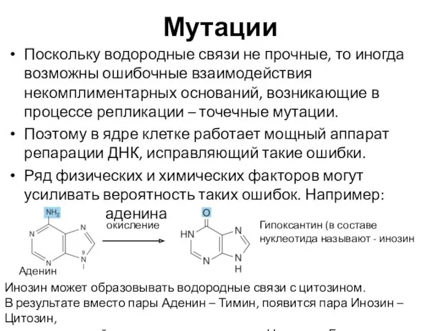 Мутации Поскольку водородные связи не прочные, то иногда возможны ошибочные