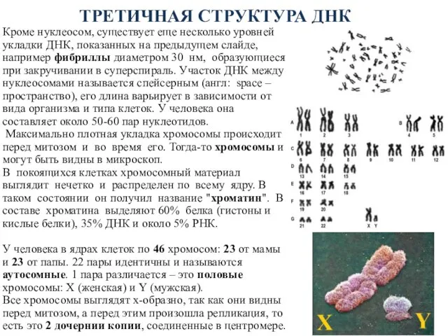 ТРЕТИЧНАЯ СТРУКТУРА ДНК Кроме нуклеосом, существует еще несколько уровней укладки