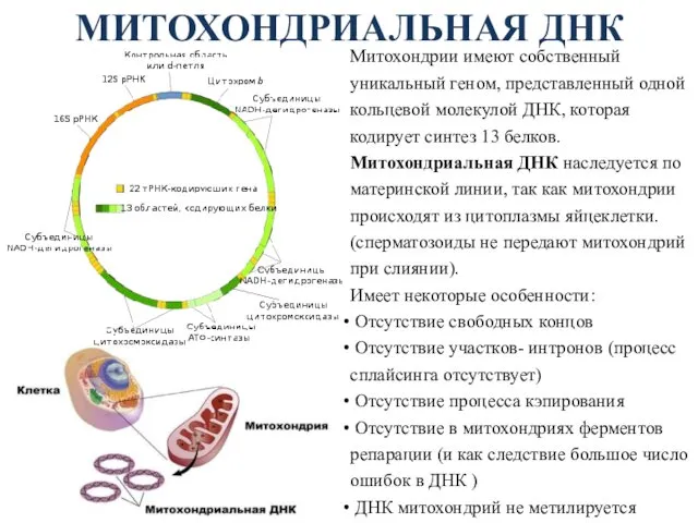 МИТОХОНДРИАЛЬНАЯ ДНК Митохондрии имеют собственный уникальный геном, представленный одной кольцевой