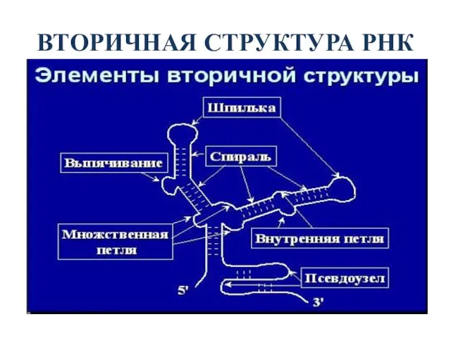 ВТОРИЧНАЯ СТРУКТУРА РНК