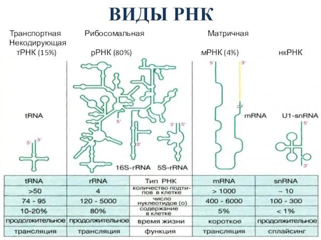 ВИДЫ РНК Транспортная Рибосомальная Матричная Некодирующая тРНК (15%) рРНК (80%) мРНК (4%) нкРНК (1%)