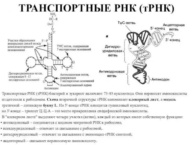 ТРАНСПОРТНЫЕ РНК (тРНК) Транспортные РНК (тРНК) бактерий и эукариот включают