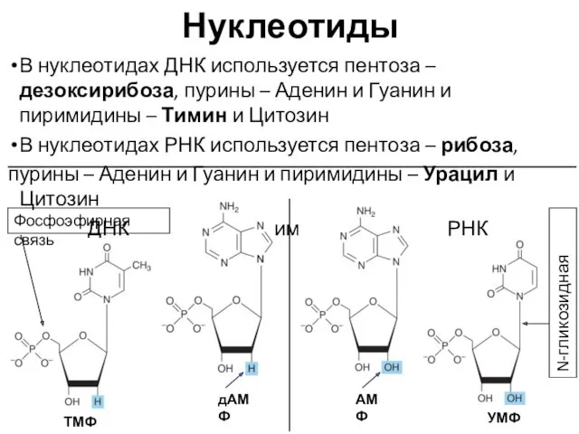 Нуклеотиды В нуклеотидах ДНК используется пентоза – дезоксирибоза, пурины –