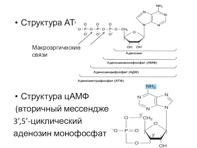 Структура АТФ Структура цАМФ (вторичный мессенджер) 3’,5’-циклический аденозин монофосфат 5’ 3’ Макроэргические связи
