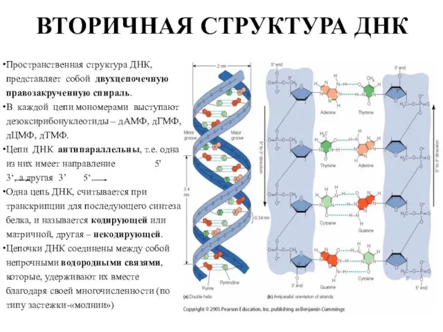 ВТОРИЧНАЯ СТРУКТУРА ДНК Пространственная структура ДНК, представляет собой двухцепочечную правозакрученную