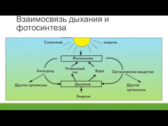 Взаимосвязь дыхания и фотосинтеза