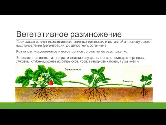 Вегетативное размножение Происходит за счет отделения вегетативных органов или их