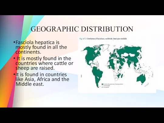 GEOGRAPHIC DISTRIBUTION Fasciola hepatica is mostly found in all the
